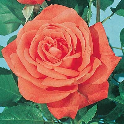 Maria Stern Rose