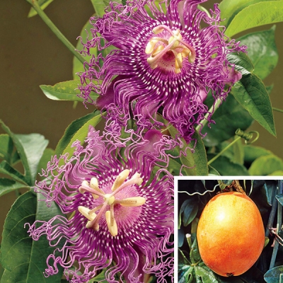 Maypop Passion Flower