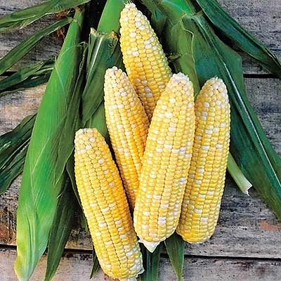 Mirai Sweet Corn