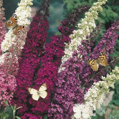 Mixed Butterfly Bush