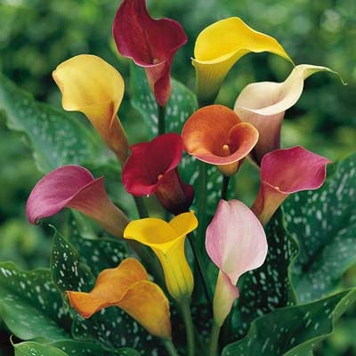 Mixed Calla Lily