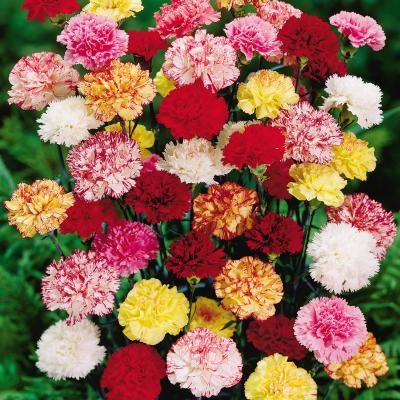 Mixed Carnations