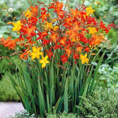 Mixed Crocosmia