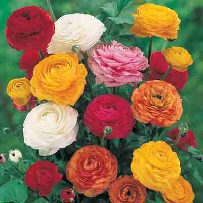 Mixed Ranunculus