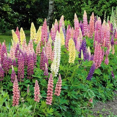 Mixed Russell Lupine