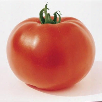 Mortgage Lifter Tomato