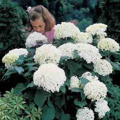 Mounds Of Snow Hydrangea