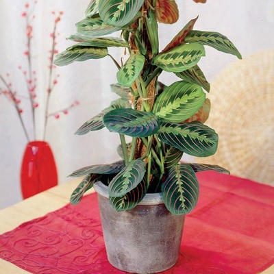 Mystifying Prayer Plant