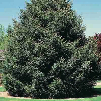 Norway 10-20' Spruce