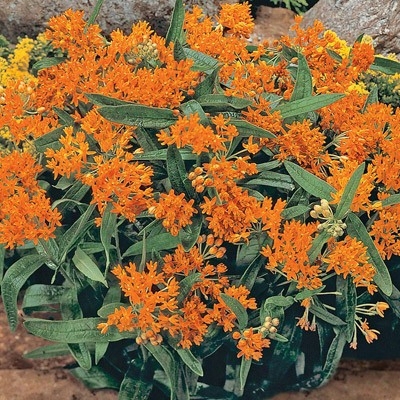 Orange Glory Butterfly Plant