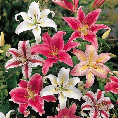 Oriental Lily Mixture