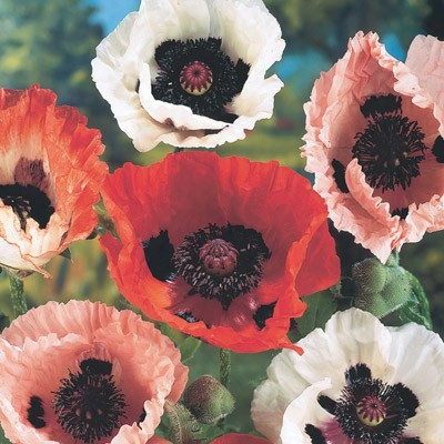 Oriental Poppy