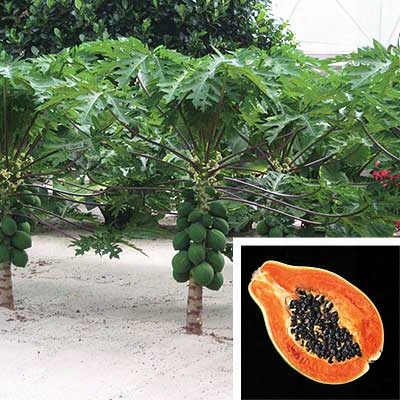 Papaya