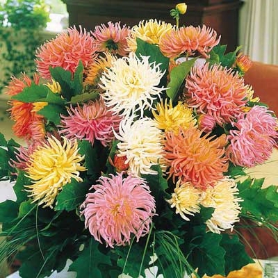 Pastel Spider Dahlia Mix