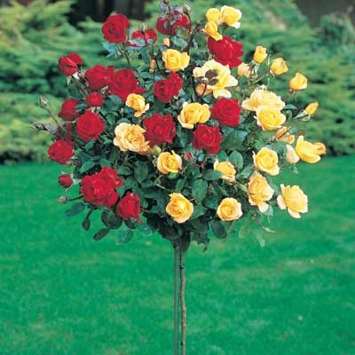 Patio Tree Rose