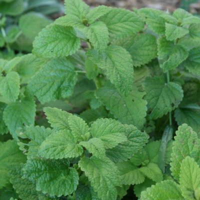 Peppermint Herb