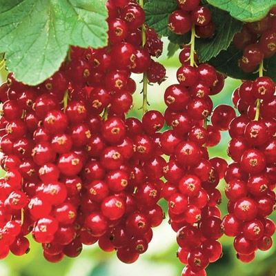 Perfect Red Currant