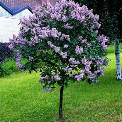 Persian Lilac Tree