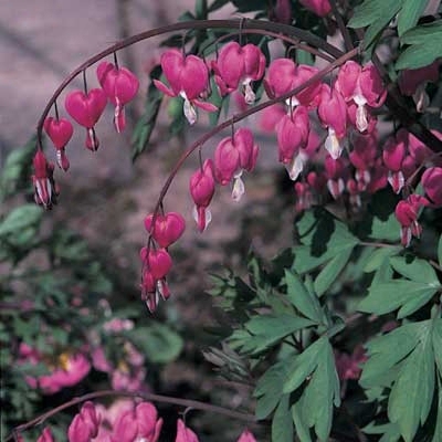 Pink Bleeding Heart