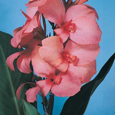 Pink Canna