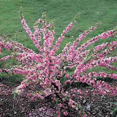 Pink Double Flowering Almond