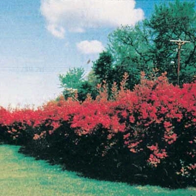 Pink Honeysuckle