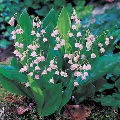 Pink Lily Of The Valley