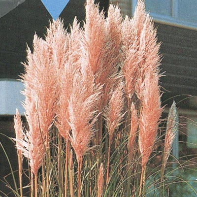 Pink Pampas Grass