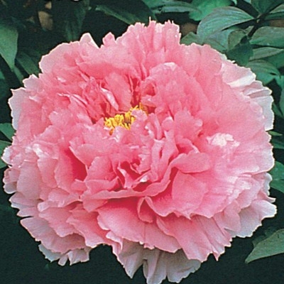 Pink Tree Peony