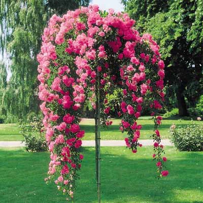 Pink Weeping Tree Rose