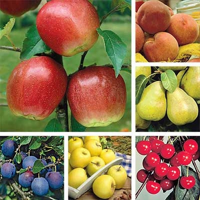 Postage Stamp Orchard