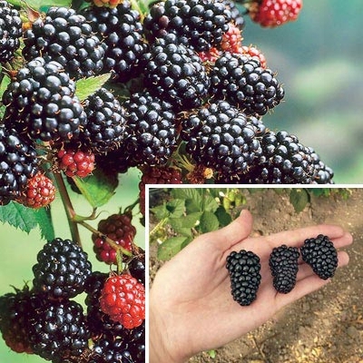 Prime Ark Blackberry