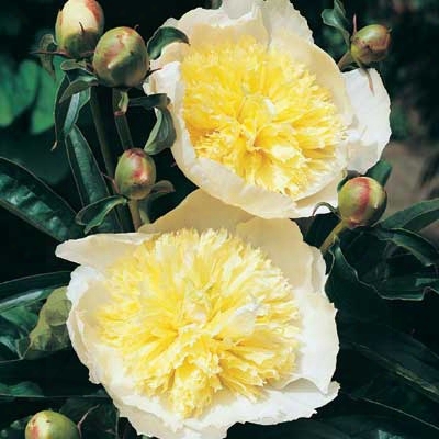 Primevere Peony