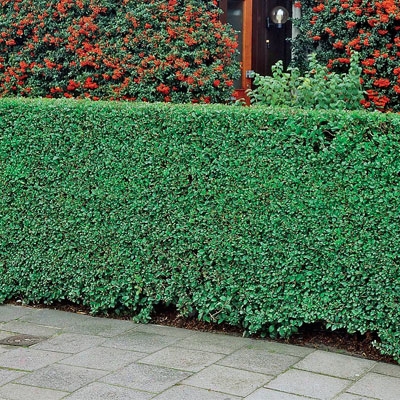 Privet Hedge