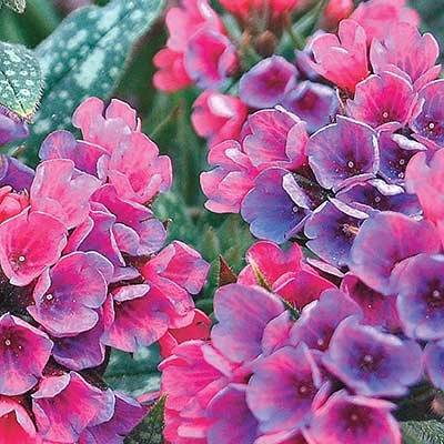 Pulmonaria Raspberry Splash