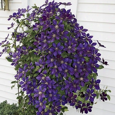 Purple Clematis