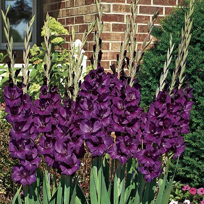 Purple Flora Gladiolus