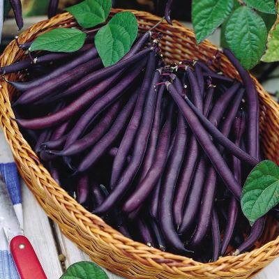 Purple Queen Bean