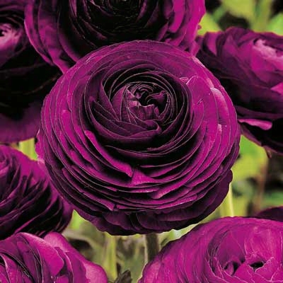 Purple Ranunculus