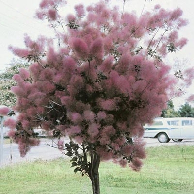 Purple Smoke Tree