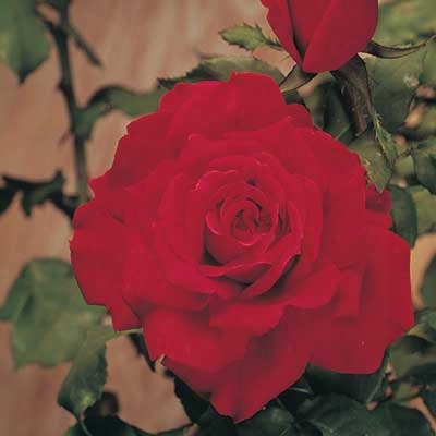 Queen O' The Lakes Rose