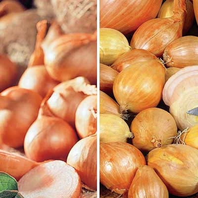 Red & Yellow Shallot Clolection