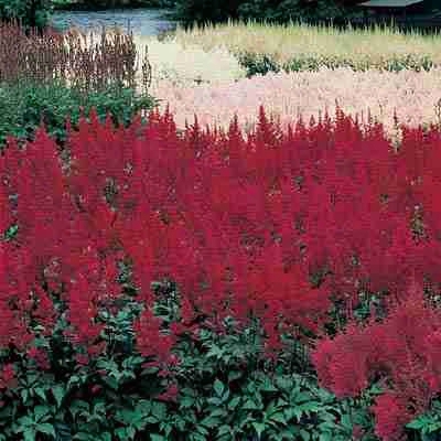 Red Astilbe