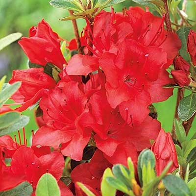 Red Azalea