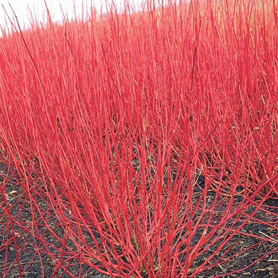 Red-branched (twig) Dogwood