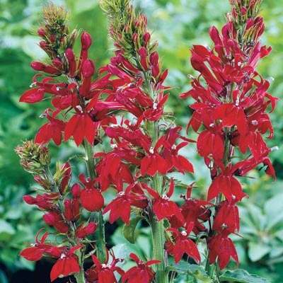 Red Cardinal Flower