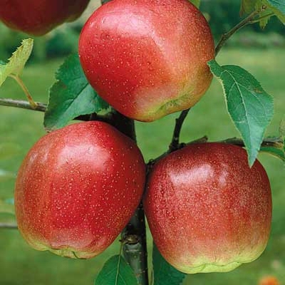 Red Delicious Standard Apple