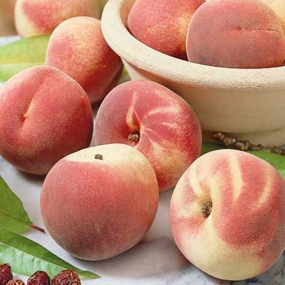 Red Haven Standard Peach 1-3'