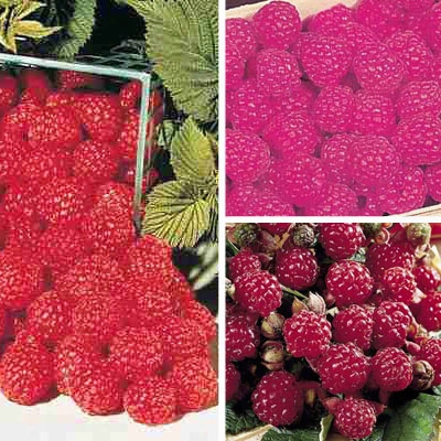 Red Raspberry Collection