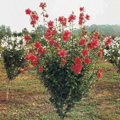 Red Rose Of Sharo Ntree